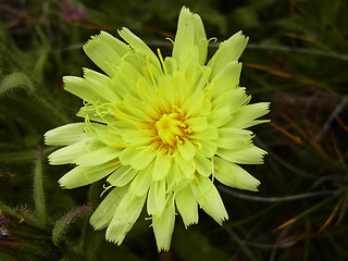 Hieracium intybaceum