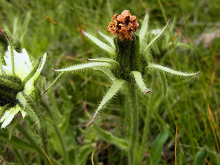 Hieracium intybaceum