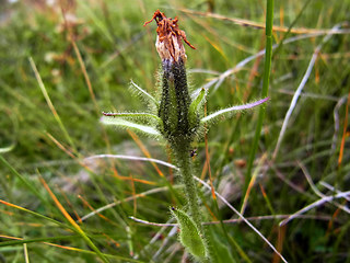 Hieracium intybaceum