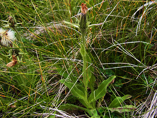 Hieracium intybaceum