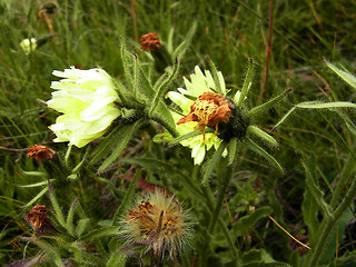 Hieracium intybaceum