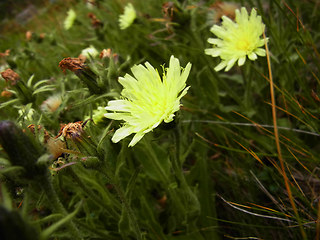 Hieracium intybaceum