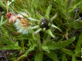 Hieracium intybaceum