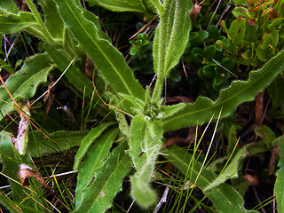 Hieracium intybaceum