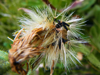 Hieracium intybaceum