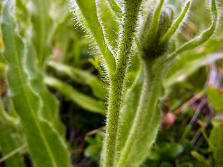 Hieracium intybaceum