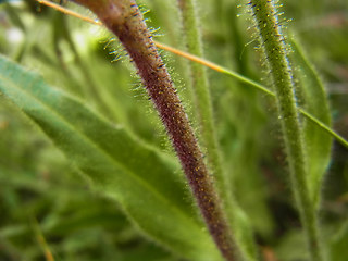 Hieracium intybaceum