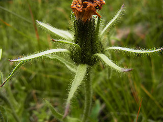 Hieracium intybaceum