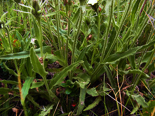 Hieracium intybaceum