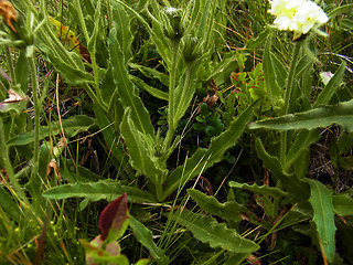 Hieracium intybaceum