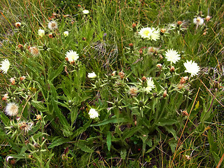 Hieracium intybaceum