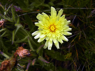 Hieracium intybaceum