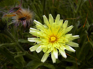 Hieracium intybaceum