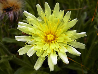 Hieracium intybaceum