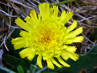 Hieracium pilosella