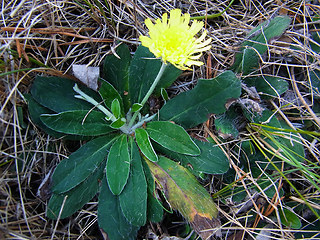 Hieracium pilosella