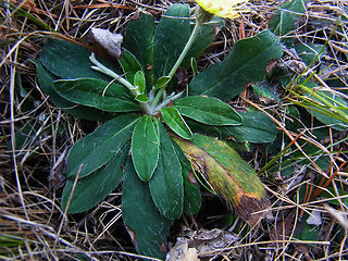 Hieracium pilosella