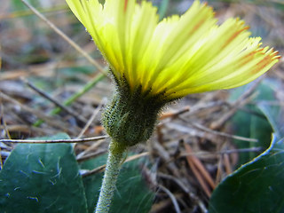 Hieracium pilosella