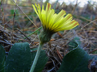 Hieracium pilosella