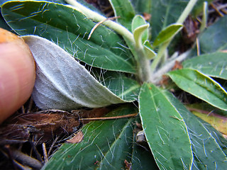 Hieracium pilosella