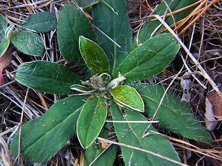 Hieracium pilosella