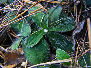 Hieracium pilosella