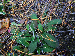 Hieracium pilosella