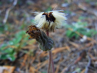 Hieracium pilosella