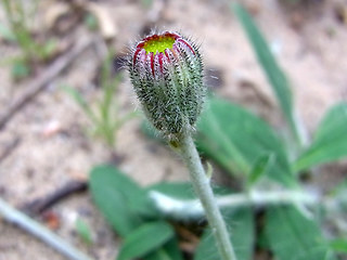 Hieracium pilosella