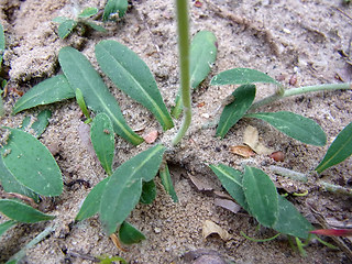 Hieracium pilosella