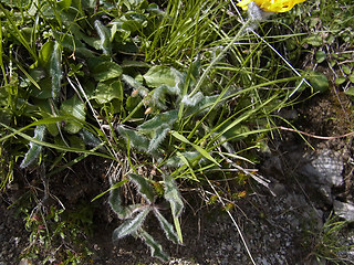 Hieracium pilosum