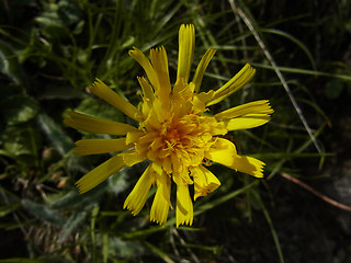 Hieracium pilosum