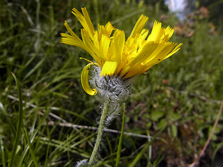 Hieracium pilosum