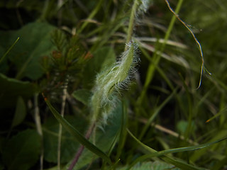 Hieracium pilosum