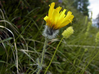 Hieracium pilosum