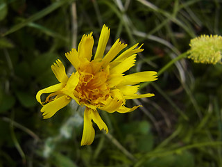 Hieracium pilosum