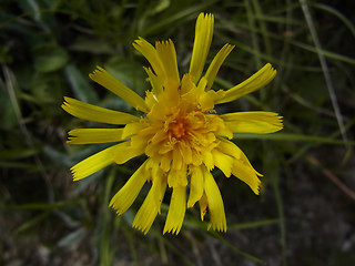 Hieracium pilosum