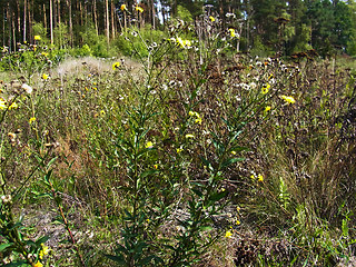 Hieracium pseudocorymbosum