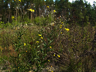 Hieracium pseudocorymbosum