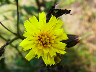 Hieracium pseudocorymbosum