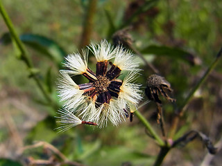 Hieracium pseudocorymbosum