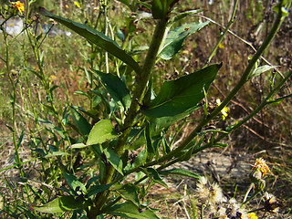 Hieracium pseudocorymbosum