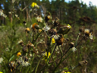 Hieracium pseudocorymbosum