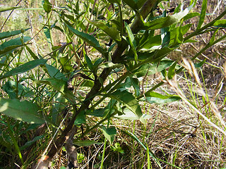 Hieracium pseudocorymbosum