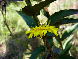 Hieracium pseudocorymbosum