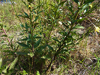 Hieracium pseudocorymbosum