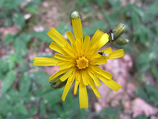 Hieracium sylvaticum