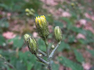 Hieracium sylvaticum