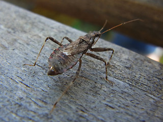 Himacerus apterus