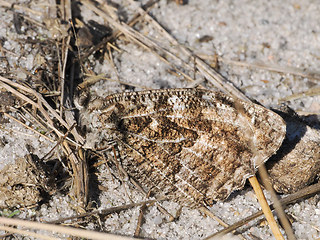 Hipparchia semele
